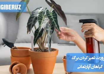 تمیز کردن برگ گیاهان آپارتمانی برای حفظ سلامت گیاه، جلوگیری از تجمع گرد و غبار، بهبود فرآیند فتوسنتز و جلوگیری از آفات و بیماریها ضروری است.