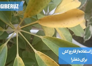 تصویری از گیاه شفلرا با برگ‌های سبز و شاداب، همراه با روش استفاده از قارچ‌کش برای مبارزه با بیماری‌ها و آفات شفلرا، بهبود سلامت گیاه و جلوگیری از آسیب‌های قارچی