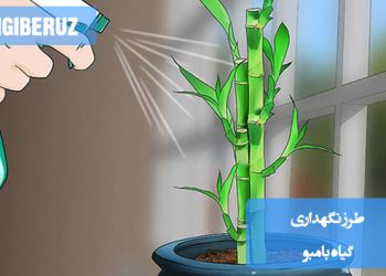 طرز نگهداری گیاه بامبو؛ نکات آبیاری، نور مناسب و روشهای مراقبت برای رشد سالم و طولانی مدت بامبو