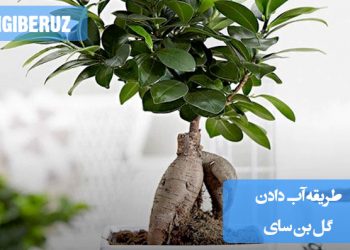 "طریقه آب دادن گل بن سای: آبیاری بهطور منظم، اما تنها زمانی که خاک خشک شده باشد"