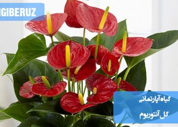 بررسی علت تغییر رنگ گل آنتوریوم؛ دلایل شایع مانند نور نامناسب، کمبود مواد مغذی، آبیاری غلط یا پیری طبیعی گل‌ها