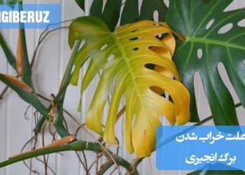 دلایل خراب شدن برگهای گیاه انجیری و راهکارهای درمانی برای حفظ سلامت گیاه انجیری.