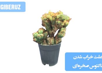 "علت خراب شدن کاکتوس صخرهای: آبیاری بیش از حد، کمبود نور یا دمای نامناسب"