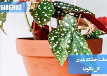 "علتهای خشک شدن گل بگونیا شامل کمآبی، نور زیاد و شرایط نامناسب محیطی."