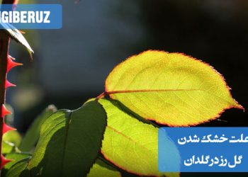 علت خشک شدن گل رز در گلدان: بررسی عواملی مانند کمبود آب، نور نامناسب، آفات یا بیماری‌ها، و خاک ناسالم که باعث خشکی و پژمردگی گل رز در گلدان می‌شوند