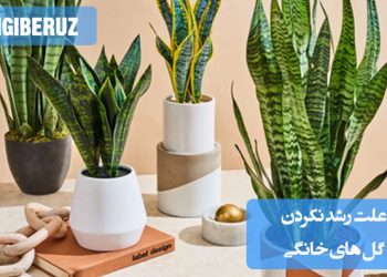 تصویر گلدان گل خانگی با برگ‌های پژمرده و رشد نکرده در فضای آپارتمانی، در کنار نور کم و خاک خشک، نشان‌دهنده علت‌های توقف رشد گیاه