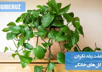 تصویری از یک گلدان آپارتمانی با گیاه پژمرده یا بدون رشد، در کنار یک گیاه سالم، نشان‌دهنده تفاوت در شرایط نگهداری مانند نور، آبیاری یا نوع خاک، مناسب برای بررسی دلایل رشد نکردن گل‌های خانگی در فضای خانه