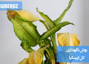 "دلایل مختلف رنگ پریدگی برگ گیاهان شامل کمبود نور، آبیاری بیش از حد، کمبود مواد مغذی و آفات، مناسب برای شناسایی و رفع مشکلات نگهداری گیاهان آپارتمانی