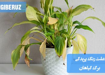 "علت رنگ پریدگی برگ گیاهان: کمبود نور، آبیاری نادرست یا کمبود مواد مغذی در خاک"