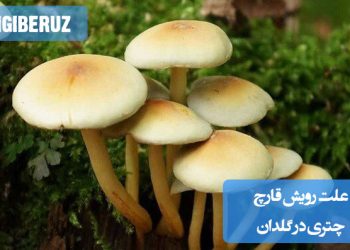 قارچ‌های چتری زرد یا سفید رنگ روی سطح خاک گلدان خانگی؛ نشانه‌ی رطوبت زیاد، تهویه نامناسب و تجزیه مواد آلی در خاک گلدان.