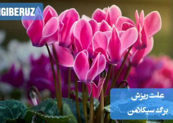 "علت ریزش برگ سیکلامن: تغییرات دمایی، آبیاری بیش از حد یا کمبود نور"