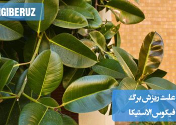 بررسی علتهای اصلی ریزش برگ گیاه فیکوس الاستیکا مانند آبیاری زیاد، نور ناکافی یا تغییرات دمایی در محیط نگهداری گیاه