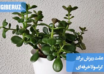 "علت ریزش برگ کراسولا خرفهای: آبیاری بیش از حد، کمبود نور یا شرایط محیطی نامناسب"