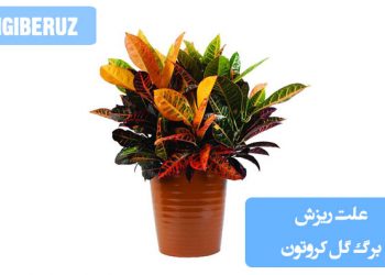 "علت ریزش برگ گل کروتون: تغییر ناگهانی دما، کمبود رطوبت، آبیاری نامناسب (زیاد یا کم)، نور ناکافی یا حمله آفات. راهکار: تأمین رطوبت، نور غیرمستقیم و خاک با زهکشی خوب."