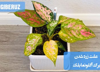 دلیل زرد شدن برگهای گیاه آگلونما بلک و روشهای درمانی برای رفع این مشکل و نگهداری بهتر از گیاه