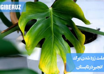 "علت زرد شدن برگ انجیر در تابستان: آبیاری بیش از حد، کمبود نور یا تغذیه ناکافی خاک"