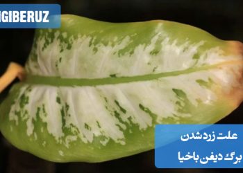 علت زرد شدن برگ دیفن باخیا: بررسی عواملی مانند آبیاری زیاد، نور نامناسب، کمبود مواد مغذی، یا آفات که میتوانند باعث زرد شدن برگهای گیاه دیفن باخیا شوند