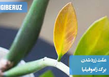 بررسی علت زرد شدن برگ گیاه زاموفیلیا و راههای رفع مشکل برای حفظ سلامت این گیاه مقاوم.