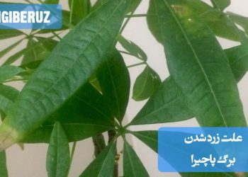 تصویری از گیاه پاچیرا با برگهای زرد شده، همراه با توضیحات درباره علل احتمالی این مشکل مانند آبیاری زیاد، کمبود نور یا بیماریها