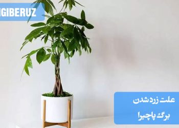 تصویری از گیاه پاچیرا با برگهای زرد شده، همراه با توضیحات درباره علل احتمالی این مشکل مانند آبیاری زیاد، کمبود نور یا بیماریها