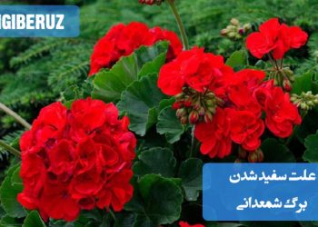 "علت سفید شدن برگ شمعدانی: آبیاری بیش از حد، کمبود نور یا حمله آفات مانند شتهها"