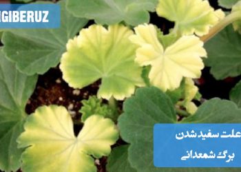 "علت سفید شدن برگ شمعدانی: آبیاری زیاد، کمبود مواد مغذی یا حمله آفات"