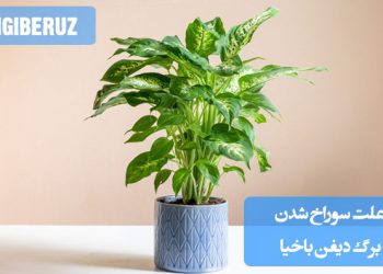 تصویر برگ گیاه دیفن‌باخیا با سوراخ‌های نامنظم، نشانه‌ای از حمله آفات، آسیب فیزیکی یا مشکلات محیطی مانند نور مستقیم یا کمبود رطوبت، مناسب برای مقاله بررسی علت سوراخ شدن برگ دیفن باخیا و روش‌های درمان آن