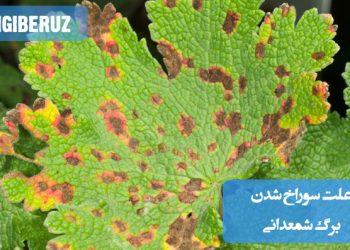 برگ گیاه شمعدانی با آثار سوراخشدگی و آسیبدیدگی، نشانههایی از حمله آفات، بیماریهای قارچی یا کمبود مواد مغذی در گیاه شمعدانی