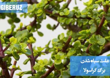 علت سیاه شدن برگ کراسولا میتواند ناشی از آبیاری زیاد، نور مستقیم بیش از حد یا آفات باشد که بر سلامت گیاه تأثیر میگذارد و نیاز به مراقبتهای ویژه برای اصلاح شرایط محیطی دارد