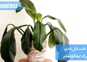 علت شل شدن برگ گیاه آپارتمانی: دلایل شل شدن برگها شامل آبیاری نادرست، نور کم، دما غیرمناسب و کمبود مواد مغذی. راهکارهای اصلاح شرایط برای بهبود وضعیت گیاهان آپارتمانی
