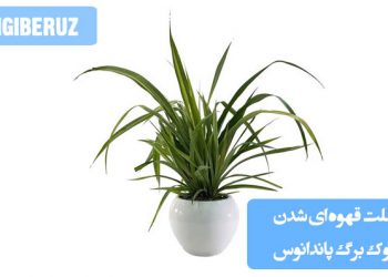 "طریقه استفاده از قارچ کش مانکوزب: حل کردن در آب و اسپری بر روی برگها برای کنترل بیماریهای قارچی"