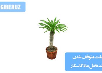 تصویر نخل ماداگاسکار با برگهای خشک و پژمرده در خاک گلدان، نشاندهنده مشکلات رشد و علل متوقف شدن رشد این گیاه، مناسب برای مقاله بررسی علتهای توقف رشد نخل ماداگاسکار و راهکارهای نگهداری بهینه آن