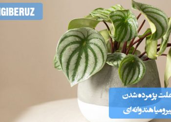 پژمرده شدن پیرومیا هندوانه‌ای می‌تواند به دلایلی چون آبیاری بیش از حد یا کمبود آبیاری، نور مستقیم خورشید، خاک زهکشی ضعیف یا تغییرات ناگهانی دما باشد