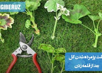 علت پژمرده شدن گل بعد از قلمه زدن شامل عواملی چون آبیاری زیاد، عدم رطوبت کافی و شرایط ناپایدار محیطی برای رشد قلمه.