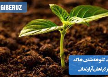 "علت کلوخه شدن خاک در گیاهان آپارتمانی به دلیل آبیاری نادرست، فشردگی خاک و عدم تهویه مناسب."