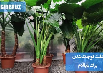 "علت کوچک شدن برگ بابا آدم: کمبود نور، آبیاری نامناسب یا کمبود مواد مغذی در خاک"