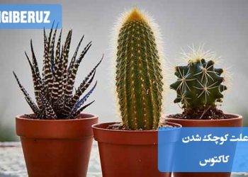بررسی علت کوچک شدن کاکتوس؛ عوامل مؤثر مانند کم‌آبی، نور ناکافی، پوسیدگی ریشه یا تغذیه ضعیف در رشد کاکتوس آپارتمانی