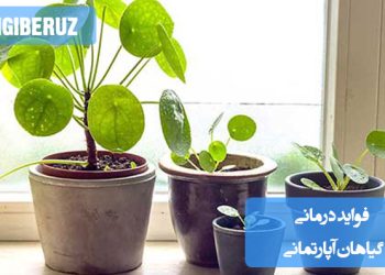 تصویر گیاهان آپارتمانی با خواص درمانی طبیعی مانند تصفیه هوا، کاهش استرس، بهبود خواب و تقویت سیستم ایمنی بدن در فضای داخلی منزل
