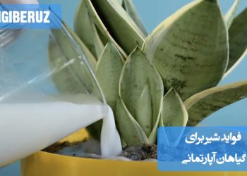 تصویر گیاهان آپارتمانی سالم و شاداب که با استفاده از شیر به عنوان یک کود طبیعی تغذیه میشوند، نشاندهنده رشد بهتر و مقاومتر گیاهان با فواید شیر برای تقویت و تغذیه آنها.