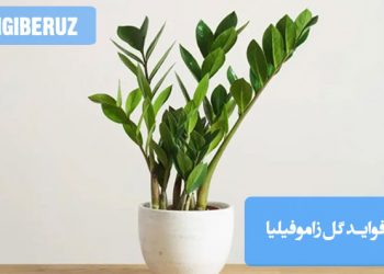 تصویری از گل زاموفیلیا با برگهای سبز و براق، نمایانگر فواید این گیاه برای فضای داخلی و رشد صحیح گیاهان آپارتمانی، همراه با نکات مراقبتی و مزایای نگهداری این گیاه در خانه
