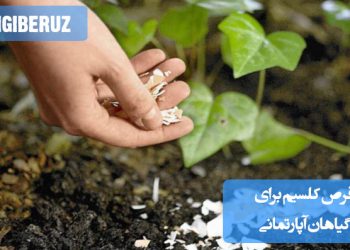 "مزایای استفاده از قرص کلسیم برای گیاهان آپارتمانی در تقویت ساقه و بهبود سلامت کلی گیاه."