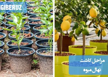 "مراحل کاشت نهال میوه: انتخاب مکان مناسب، حفر چاه، کاشت نهال، آبیاری و مراقبت منظم"