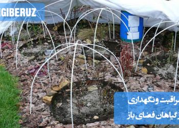 مراقبت از گیاهان فضای باز شامل آبیاری منظم، استفاده از خاک غنی و زهکشی مناسب، انتخاب موقعیت مناسب با توجه به نور خورشید و محافظت از گیاهان در برابر آفات و بیماریها است.