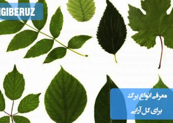 معرفی انواع برگهای مناسب برای گلآرایی؛ برگهای تزئینی با دوام و زیبایی برای تزیین حرفهای دسته گل و سفره