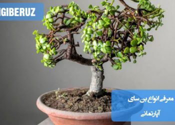 چند نمونه از بنسایهای آپارتمانی شامل فیکوس، جینسینگ، اژدر و نارون چینی در گلدانهای تزئینی؛ نمایش تنوع گونههای بنسای مناسب فضای داخلی با فرمهای مینیاتوری و هنری.