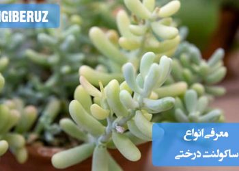 تصویری از انواع ساکولنتهای درختی با برگهای ضخیم و گوشتی، شامل گیاهانی مثل درخت نقرهای، درخت کلاهخود و سایر ساکولنتهای مقاوم به کمآبی، مناسب برای مقاله معرفی انواع ساکولنت درختی و نحوه نگهداری از آنها