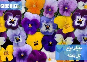 معرفی انواع گل بنفشه؛ گونه‌های مختلف، ویژگی‌ها، رنگ‌ها و نکات مراقبتی برای نگهداری و گل‌دهی بهتر بنفشه‌ها