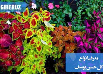 معرفی انواع گل حسن یوسف: آشنایی با گونههای مختلف گل حسن یوسف، ویژگیها و تفاوتهای آنها در ظاهر و نیازهای نگهداری، برای ایجاد زیبایی و جذابیت در محیطهای داخلی و خارجی