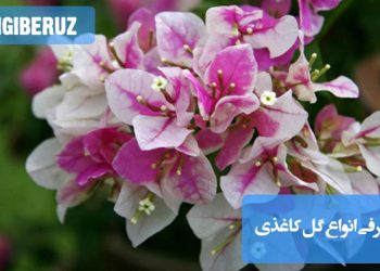 "معرفی انواع گل کاغذی با طرحها و رنگهای متنوع برای تزئینات زیبا و دوام بالا."