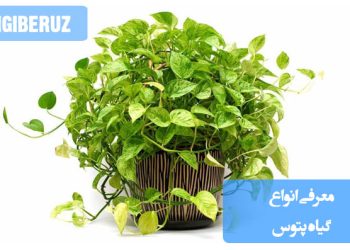 انواع گیاه پتوس مانند پتوس طلایی، پتوس نئون و پتوس مرمری با برگ‌های قلبی شکل و رشد رونده، از محبوب‌ترین گیاهان آپارتمانی مقاوم به نور کم هستند